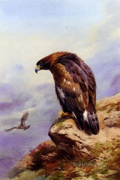  eagle Painting - A Golden Eagle Archibald Thorburn bird